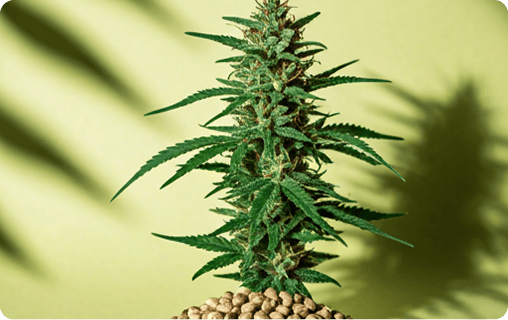Understanding Full Spectrum vs Broad Spectrum CBD